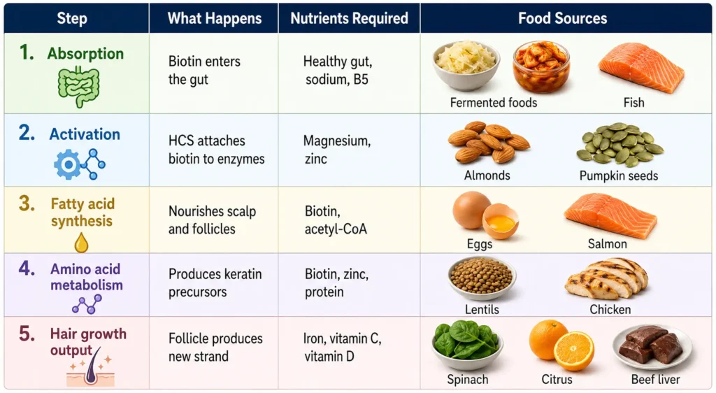 Infographic table explaining Can biotin work without other nutrients showing five stages of hair growth support including absorption, activation, fatty acid synthesis, amino acid metabolism, and hair growth output with required nutrients and food sources like eggs, salmon, lentils, spinach, citrus, and beef liver.